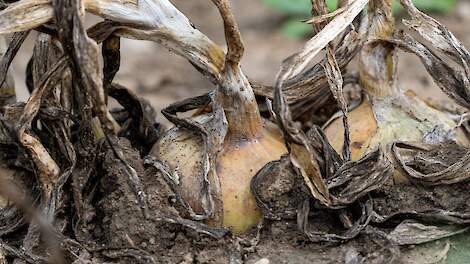 BOS-systeem puzzelstukje in beheersing valse meeldauw in uien