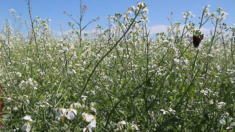 Video: Groenbemesters kiezen: maak in 4 stappen de juiste keuze