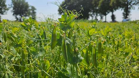 Video: Rustgewas uitgelicht: gele erwten