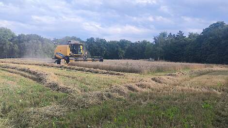 Fotoserie: Mentink boekt record gerstoogst zonder kunstmest en gewasbeschermingsmiddelen