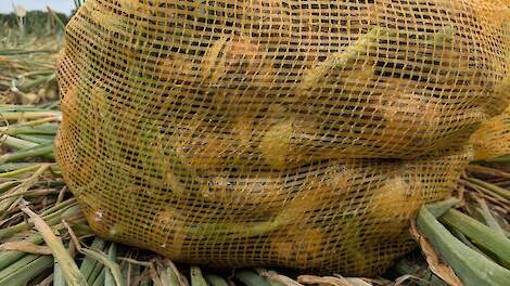 ‘Hoopvol, maar wachten tot uienzaad daadwerkelijk in de zakjes zit’