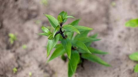 ‘Uitspraak gaat verder dan Limburgse lelieteler, dit gaat over gewasbescherming in het algemeen’