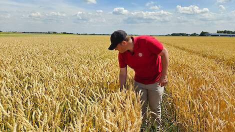 Video: Rustgewas uitgelicht: wintertarwe