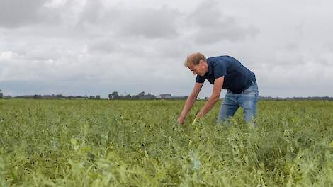 De terugkeer van de spliterwt van Nederlandse bodem