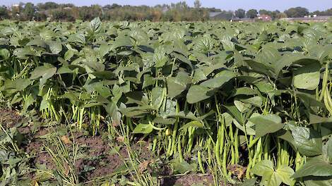 Rechter: Waterschap niet aansprakelijk voor verloren sperziebonenteelt door defect gemaal