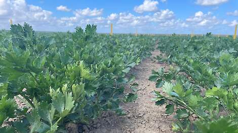 Geïntegreerd schema: optie voor aanpak septoria in knolselderij.
