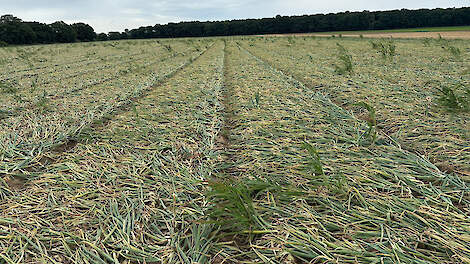 “Hoe groter de oogst, des te belangrijker de kwaliteit!”