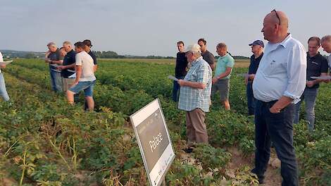 Fotoserie: Zoektocht naar aardappel die op löss met minder stikstof en zonder beregening toch goed levert