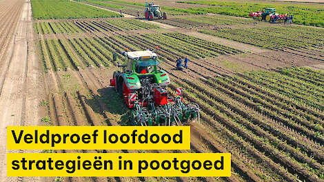 Veldproef loofdood strategieën in pootgoed