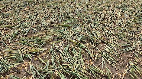 Lage prijzen liggen op de loer: Veel zaaiuien, maar is er voldoende vraag?