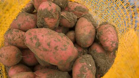 Eén pakje shag voor 1.500 kg aardappelen