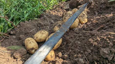 ‘In de rug zijn de aardappelen ogenschijnlijk mooi aan de maat’