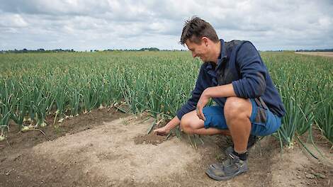 Uienteelt op verhoogde bedden: ‘Luchtige grond en goede wortels’