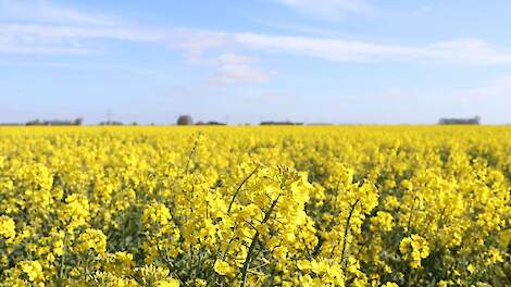 Rassenkeuze koolzaad najaar 2025