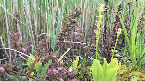 Column: Orchideeën niet uitgestorven in Nieuwkoop