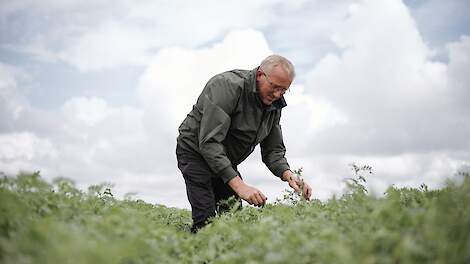 Pulsating-project onderzoekt potentie van nieuwe eiwitgewassen