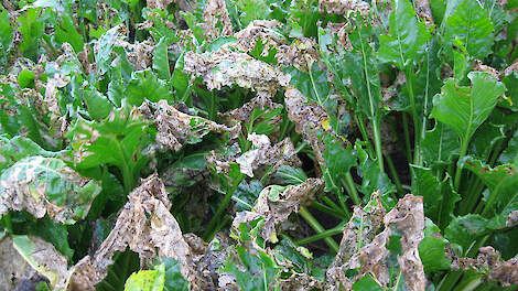 IRS: ‘Meldingen aantasting van bietenvlieg, bestrijden is weinig effectief’