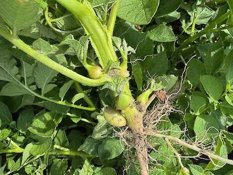 Een fytoplasma besmette aardappelplant, met luchtknollen en lange stolonen.