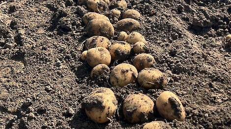 Proefrooiing PotatoEurope: 60 ton per hectare