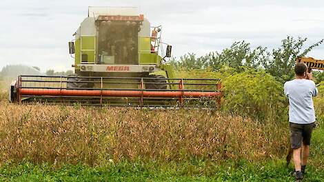 Fotoserie: Prima lupine-oogst Howard Koster