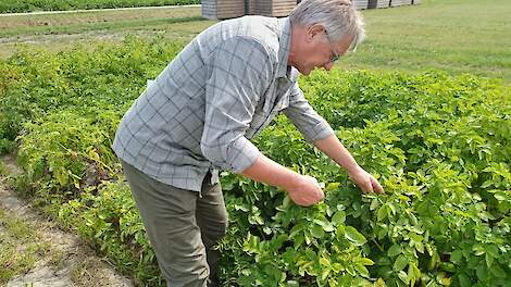 Robuuste rassen en netwerk van sporenvangers in strijd tegen Phytophthora