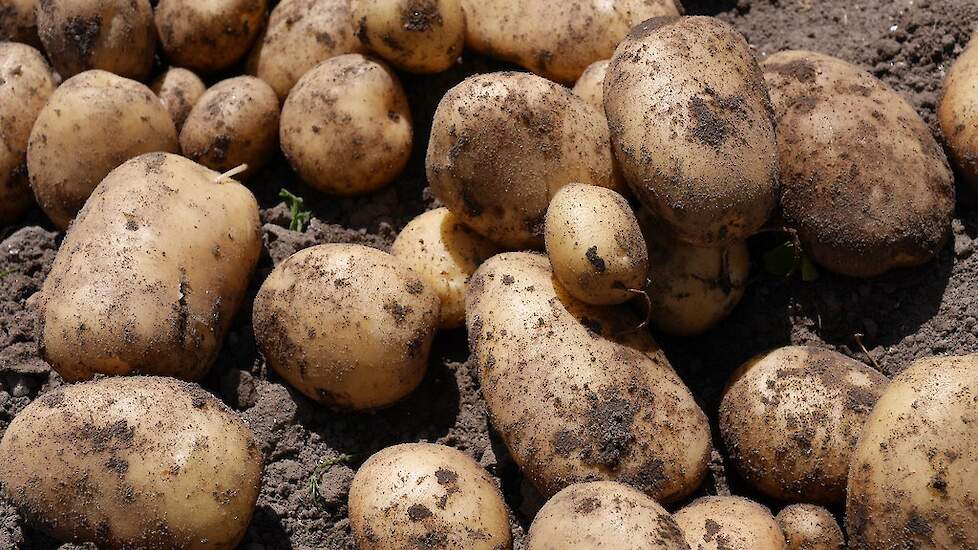 Aardappelen 2025