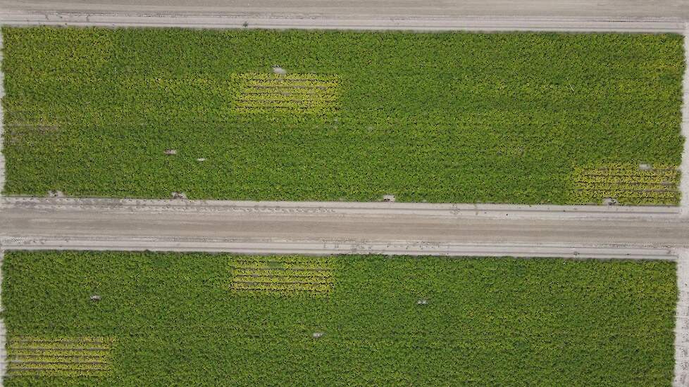 Proef WUR-Lelystad biostimulanten 2025