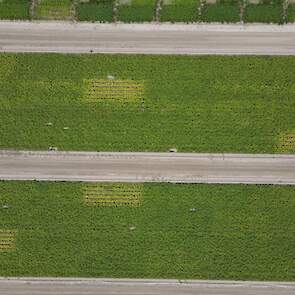 Proef WUR-Lelystad biostimulanten 2025