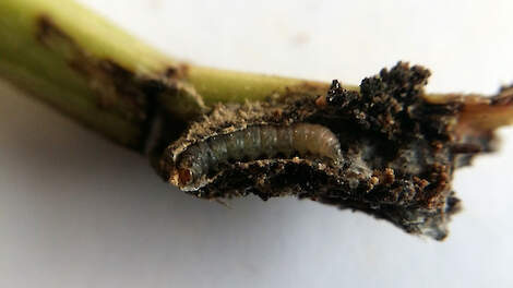 IRS waarschuwt voor bietenmot in Nederland