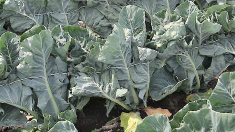 ‘Alleen Movento blijkt voldoende effectief tegen koolgalmug’