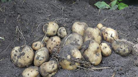 'Met rijenbemesting in aardappelen is halvering stikstofgift mogelijk'