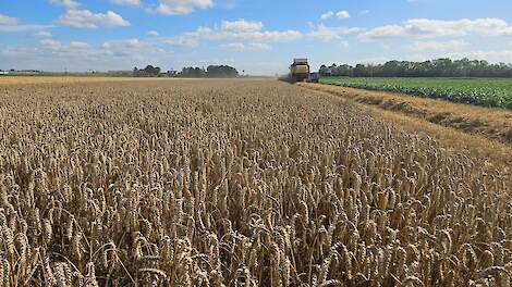 Wintertarwe top-4 voor oogst 2026