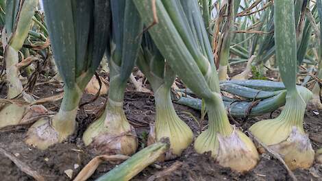 Sleutel zit in combinatie, timing en weerbaarheid