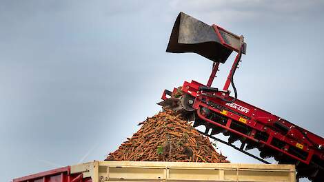 Fotoserie: Voorspoedige worteloogst bij Van Woerden: Gezonde weggroei, geen last van ziektes