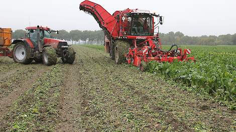 Cosun Beet Company verwacht suikeropbrengst van 15 ton per hectare