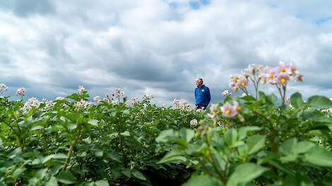 In veldkeuring 11,7 procent pootgoed verlaagd