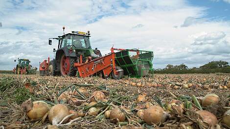 Fotoserie: Uienoogst twee percelen De Kater goed van kwaliteit maar wisselend in opbrengst