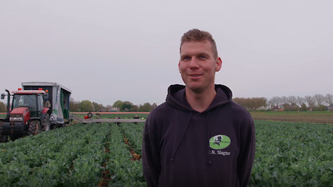 Bloemkoolteler Pé heeft nog nooit geploegd