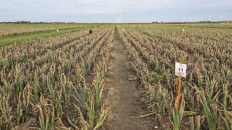 Combinatie, timing en weerbaarheid