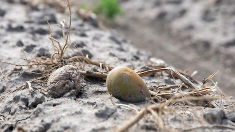 Markt geeft aardappelsector harde wake-up call