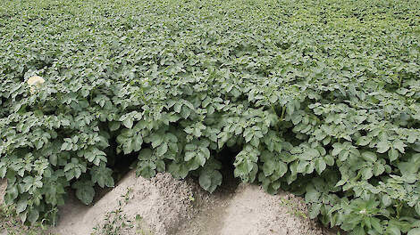 ‘Binnen jaar flinke reductie aaltjes’