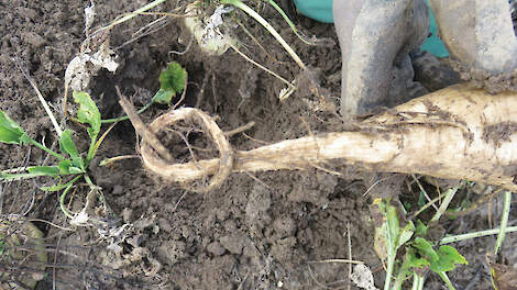 Nederland vreest ‘rubberen’ bieten en aardappelen