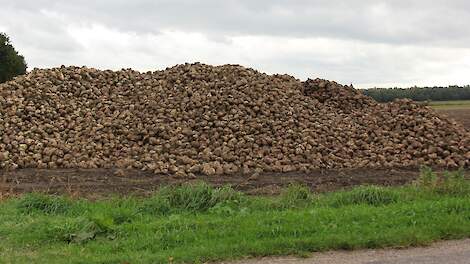 Hoog suikergehalte in eerste dagen bietencampagne: 17 procent suiker