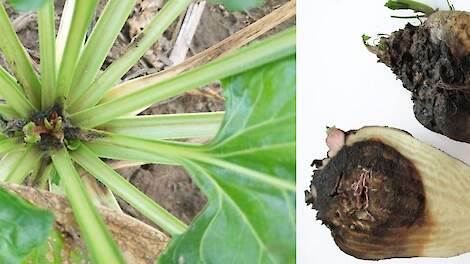 Ook aantasting van bietenmot in Zeeland waargenomen