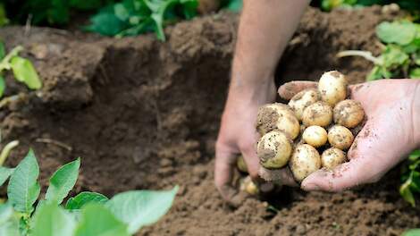 'Groen groeien in pootgoed vraagt visie én verdienmodel'