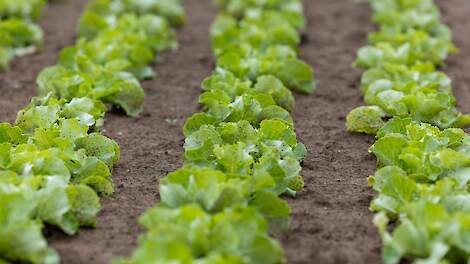 Enorme luizendruk drijft telers tot uiterste: Sla wordt gefreesd