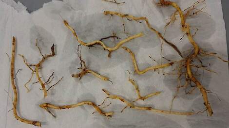 Agressief wortelknobbelaaltje noopt NVWA tot aanscherping importcontroles