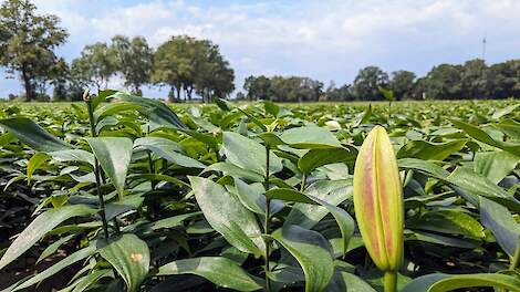 Ook Dronten kijkt naar spuitvrije zone: 'Maar dat is wel juridisch complex'