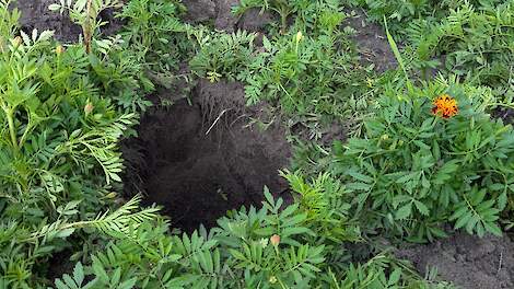 'Tagetes werkt beter tegen aaltje dan natte grondontsmetting ooit heeft gedaan'