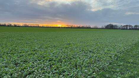 Albert-Jan steekt bodemmonsters om keuze vanggewas te bepalen